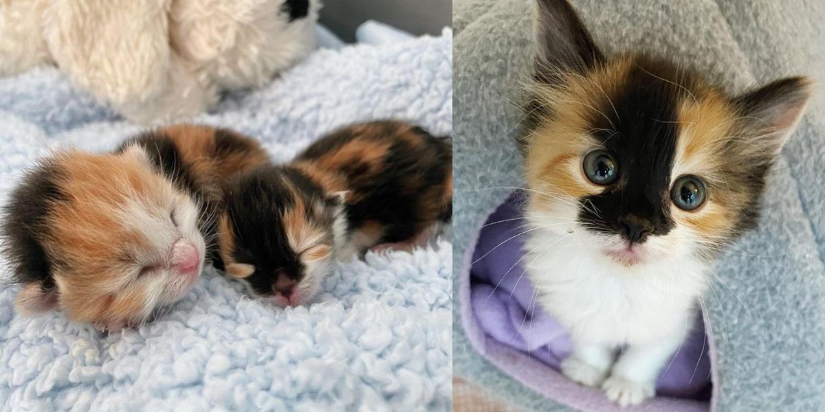 Kitten Rescued at 3 Days Old as the Runt of Her Litter Shows Biggest