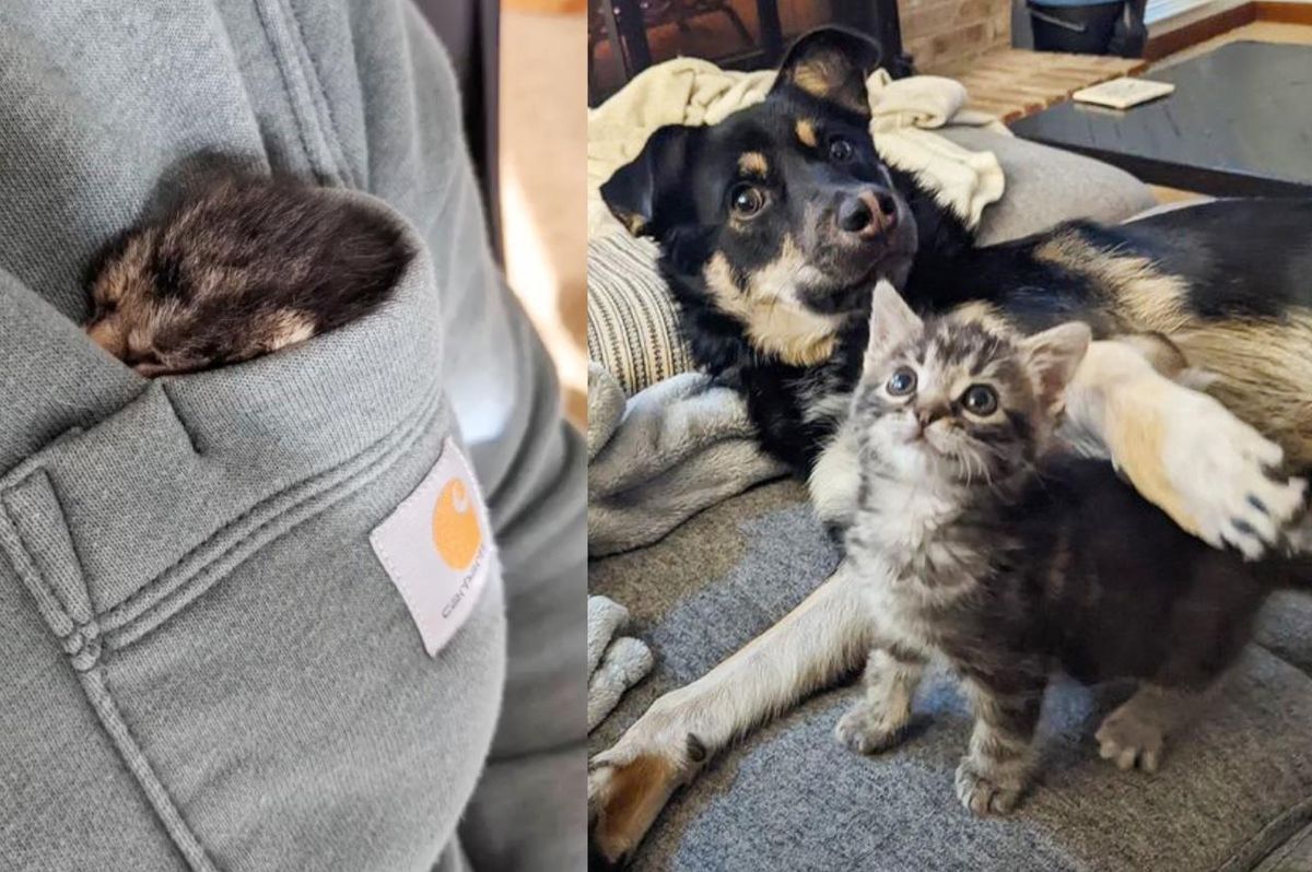 Family Cats and Dogs Help Bring Kitten Back to Life After She Was Found at 3 Days Old