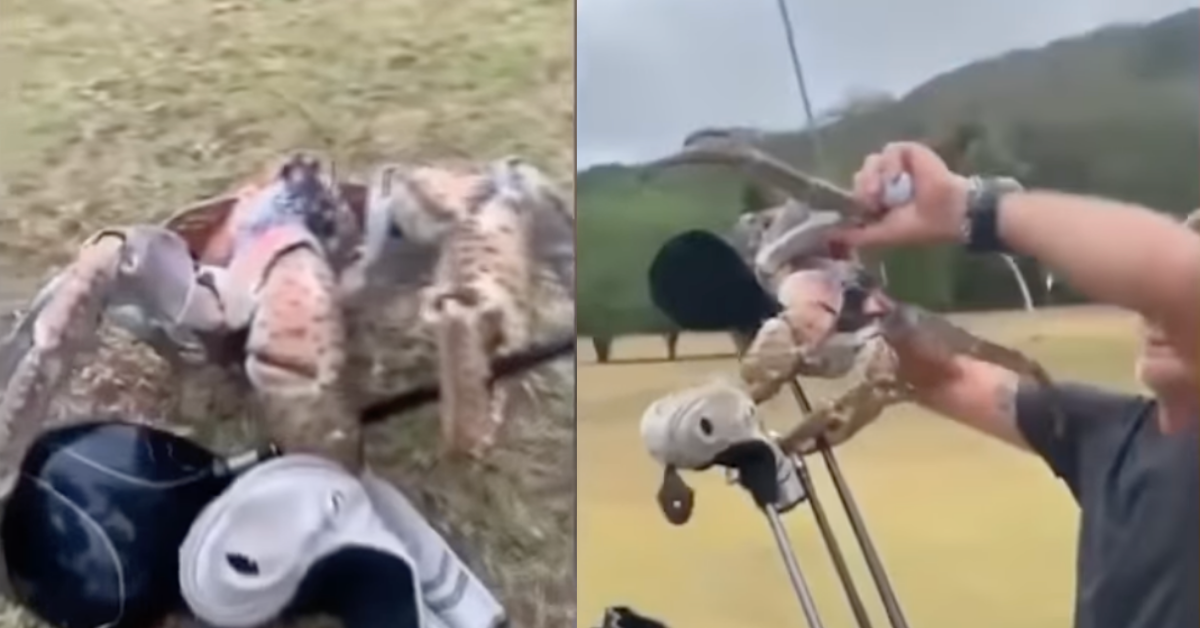 Massive 'Robber Crab' Snaps Golf Club In Half With Its Claws VIDEO
