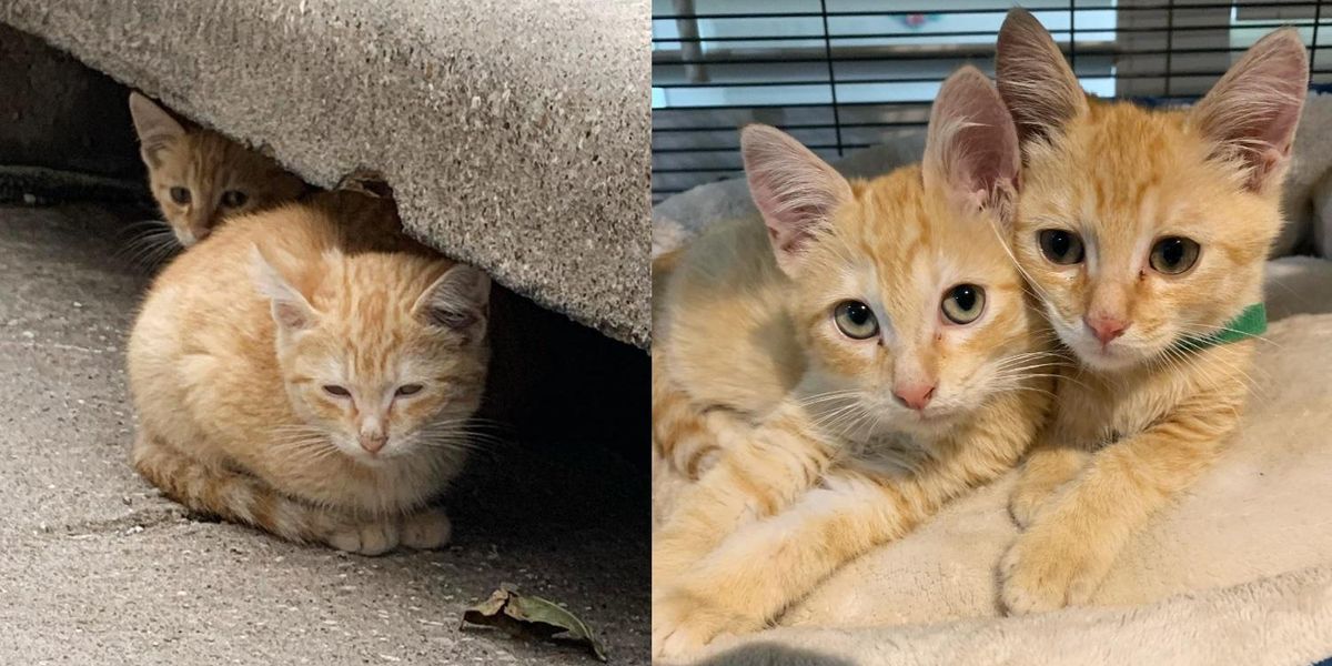 Kitten is Ready to Leave Storm Drain Life with His Brother and Emerges