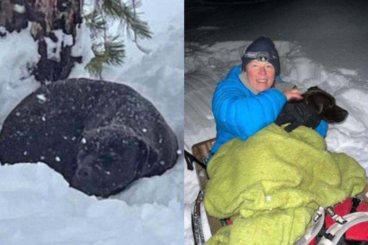 dog rescue, dog rescued from snow, Tahoe