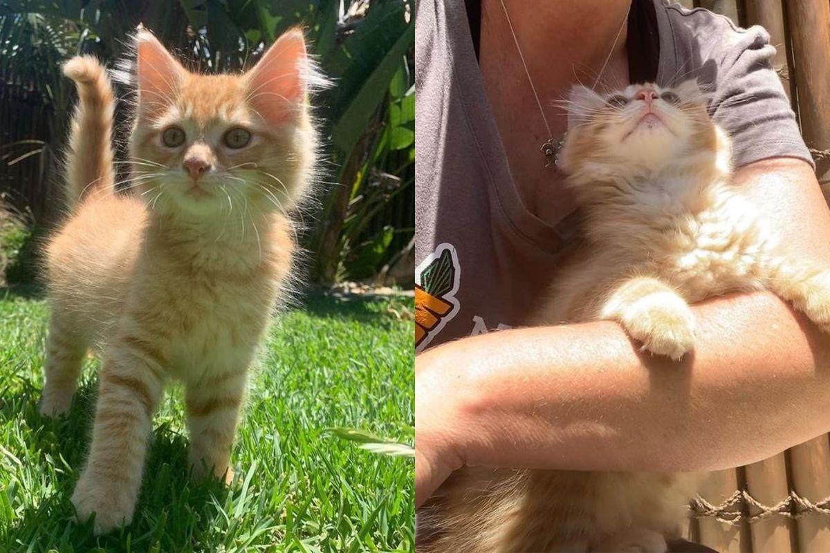 Kitten Born in Backyard Hid in a Corner, Decides He Needs Cuddles One Morning and a Place of His Own