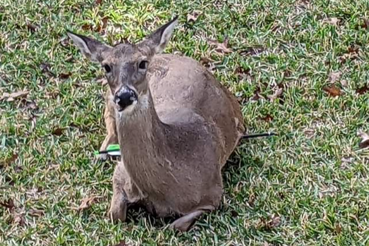 At least 6 deer illegally shot with crossbow in Northwest Austin neighborhood