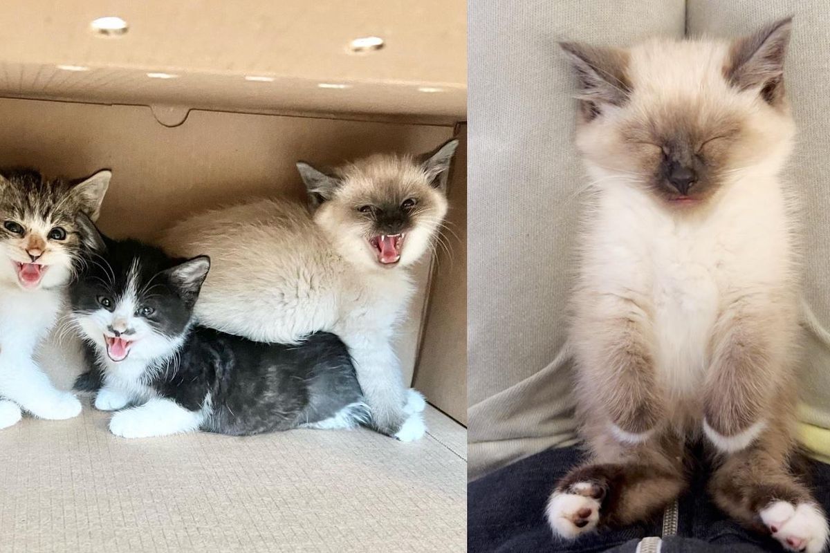 Kitten Who is the 'Spiciest' in His Litter, Turns Out to Be Quite the Teddy Bear