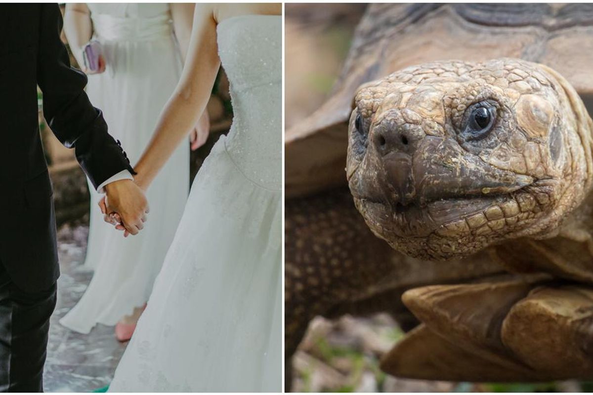 ericka and jay johnson, sulcata tortoise, tortoise ring bearer