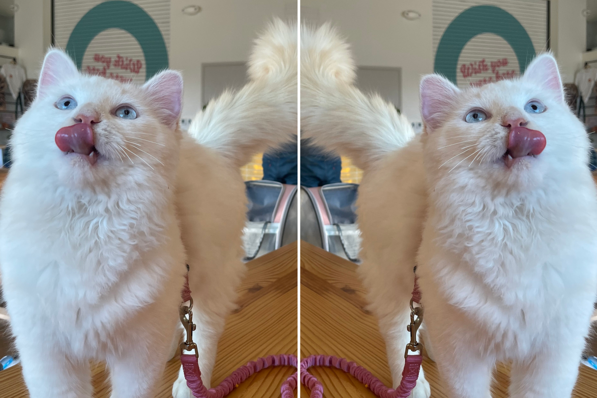 Seeing double: Pet parents clone their furry friends with Austin-area company