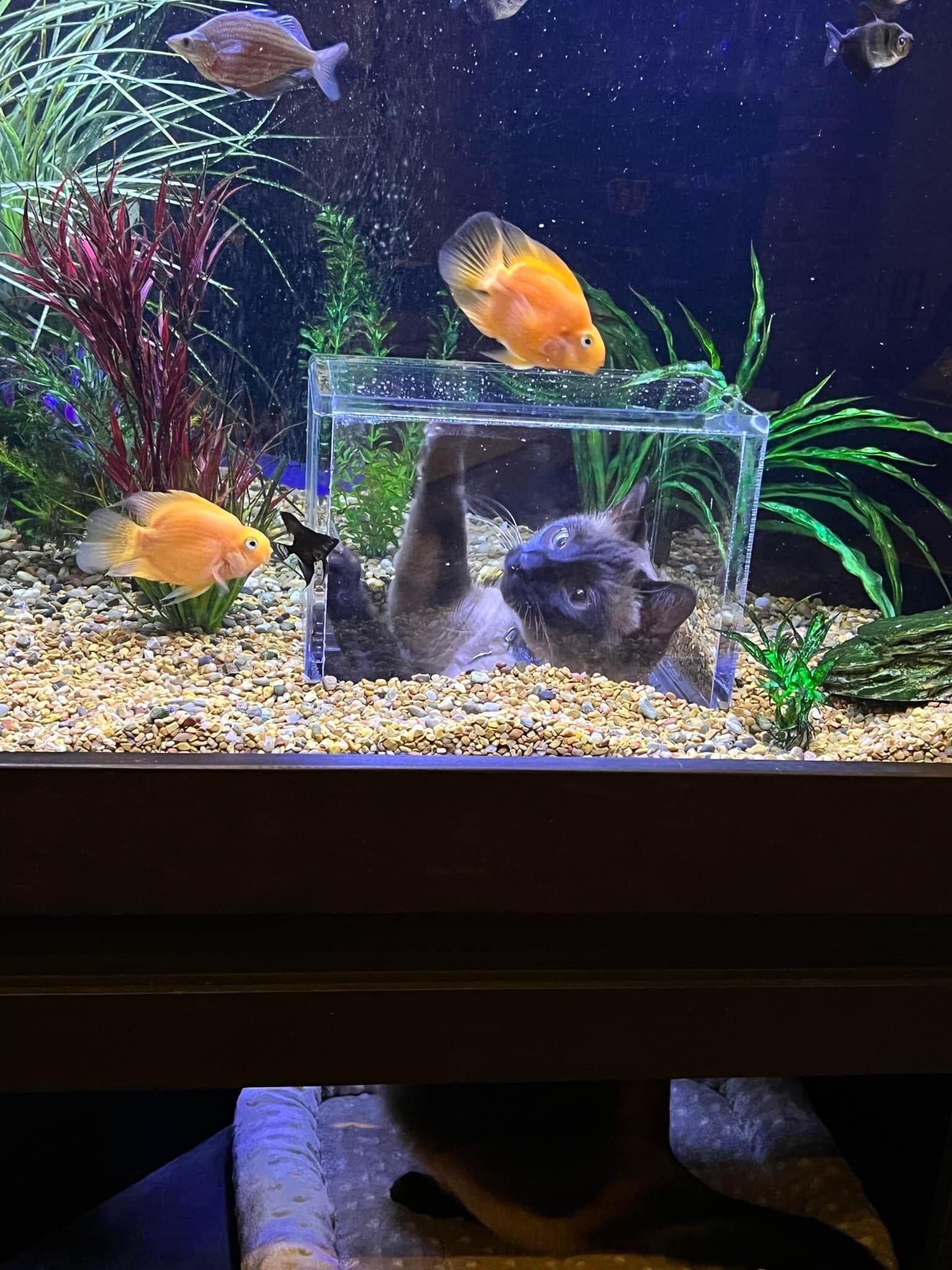 cats and fish tanks