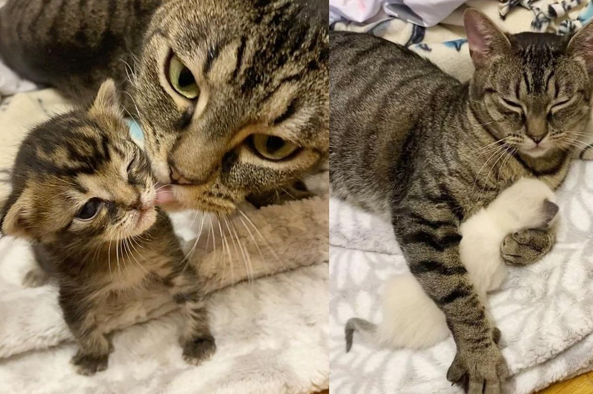 Cat Gives Her Kittens the Best Hugs and Care After She Had Them Back By Her Side