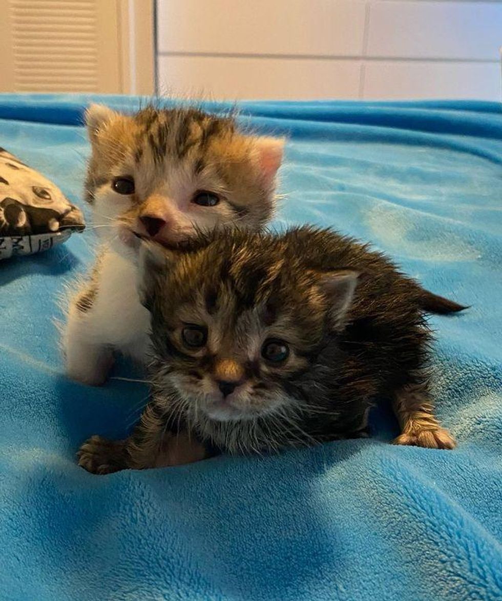 Kittens Cheer Each Other on As They Scoot Their Way to Warm Home - Love ...