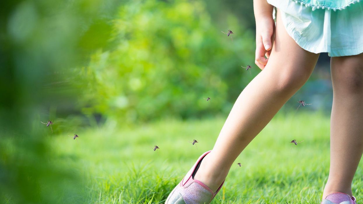 More than a half dozen mosquitoes swarm a child's leg