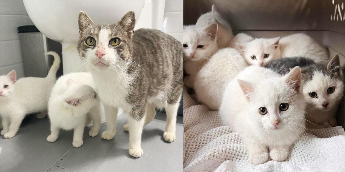 Kittens Found Behind a Warehouse Along with a Cat, One of Them is Very