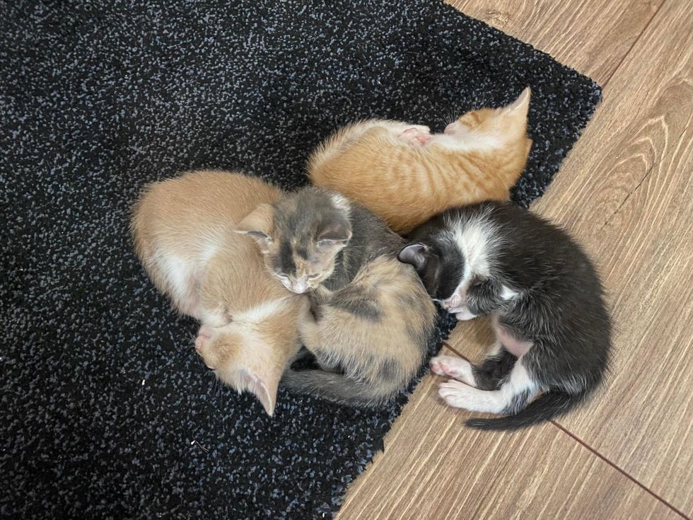Cat Takes in Kittens That Needed a Mom, and Feels Complete with Them in