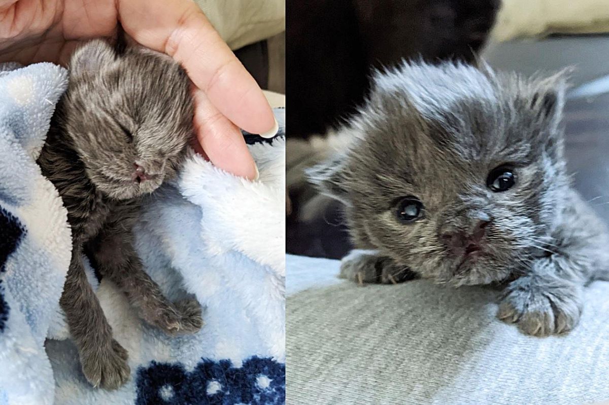 Kitten Holds onto Person Who Gave Her a Chance at Life, and Becomes Affectionate Little Hugger