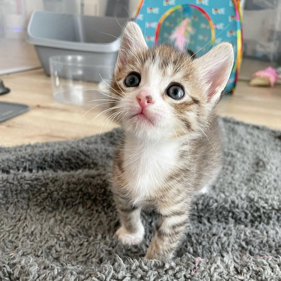 Kitten Catches Up to Her Littermates with Her Fierce Will Despite All ...