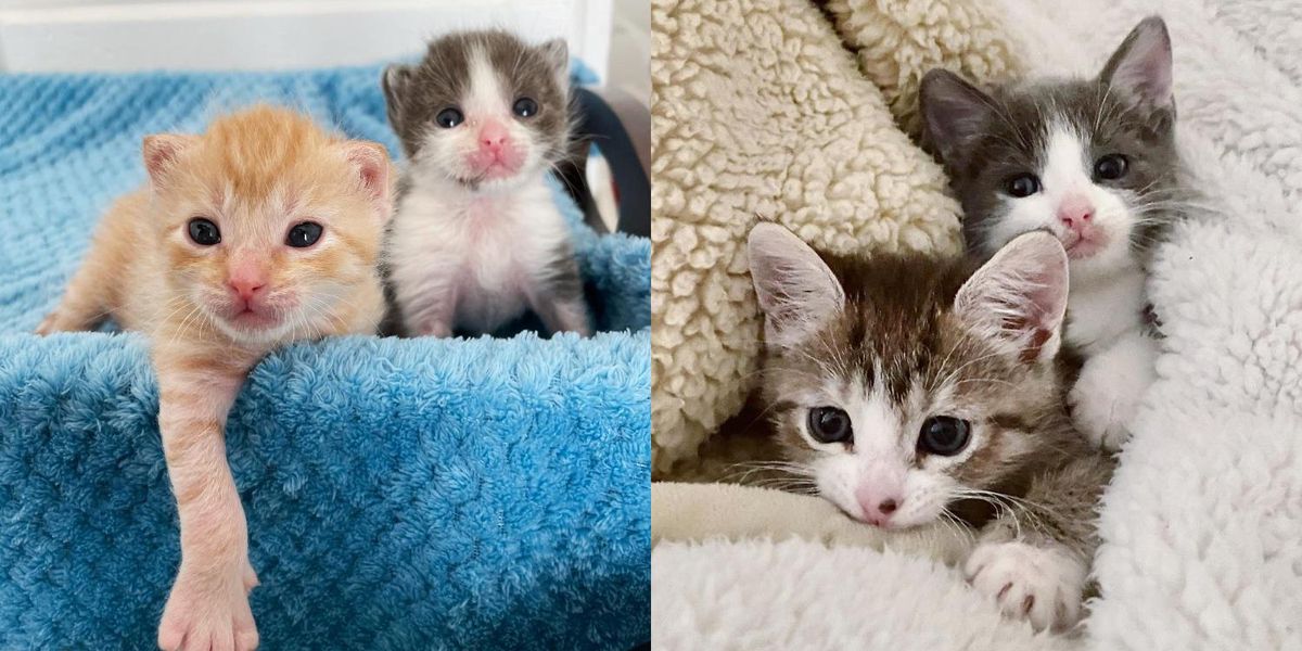 Kitten Catches Up to Her Littermates with Her Fierce Will Despite All