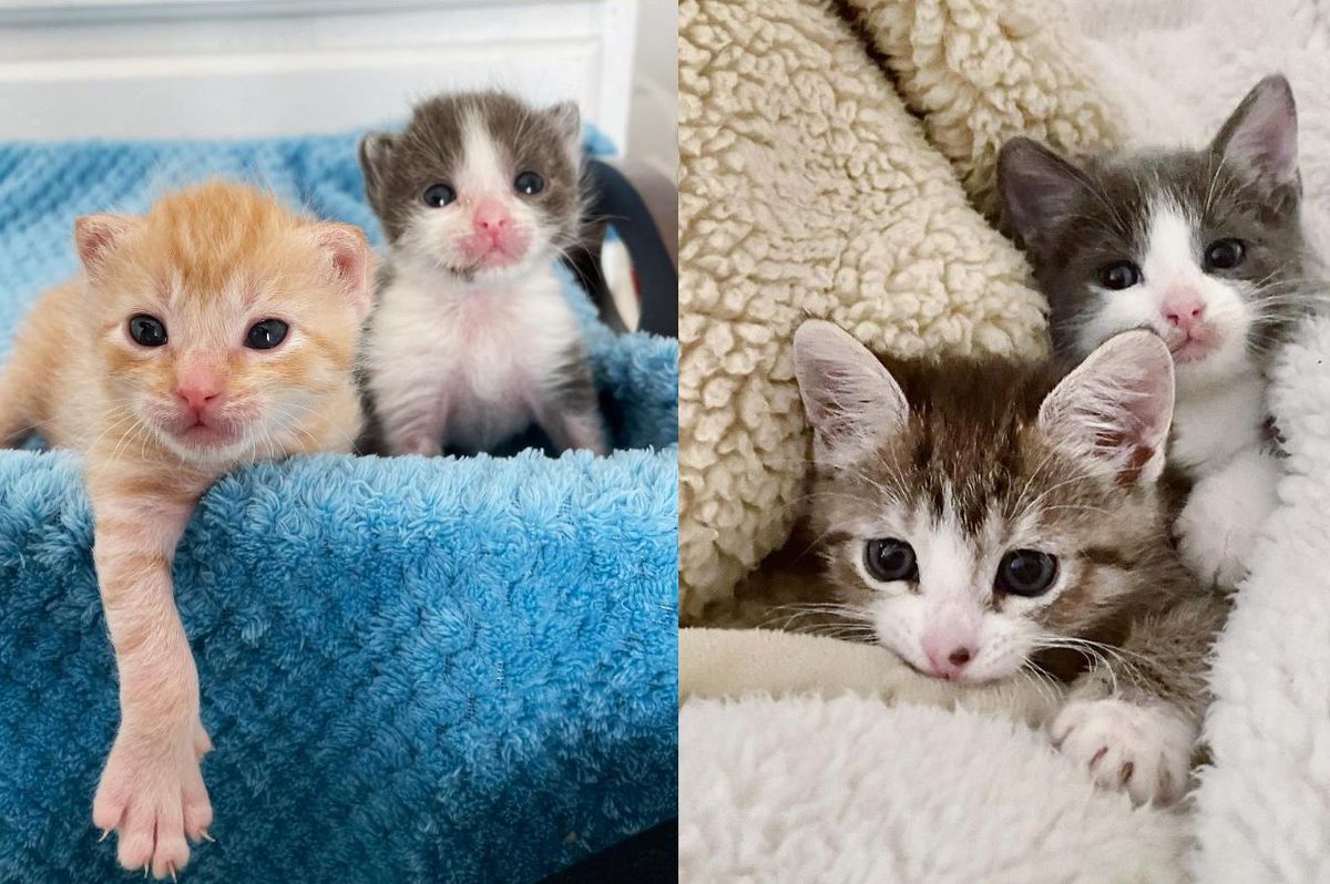 Kitten Catches Up to Her Littermates with Her Fierce Will Despite All