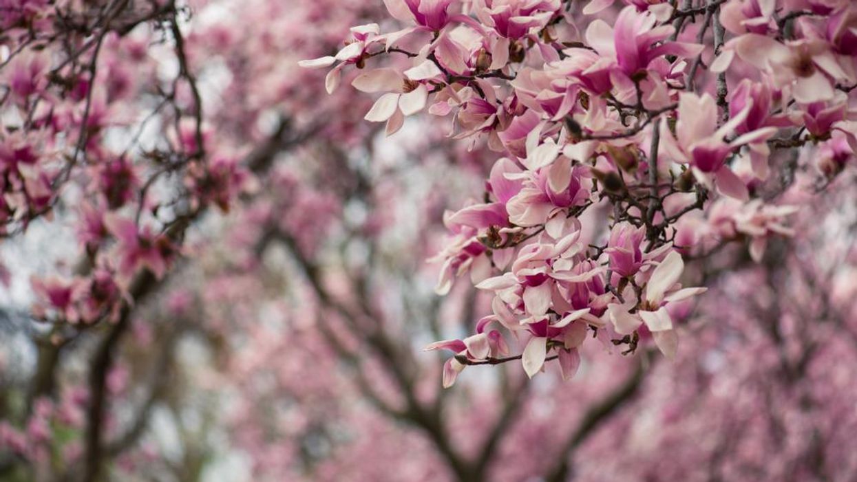 Japanese magnolia facts you may not know