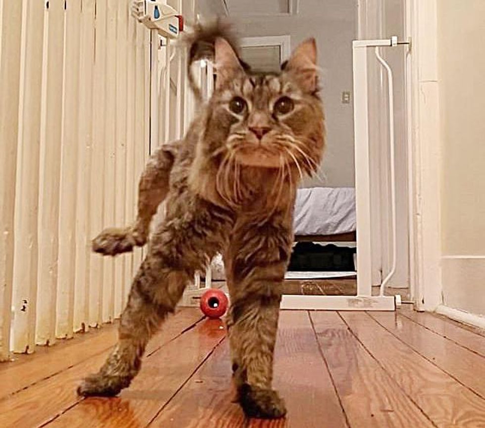 Cat Wobbles Her Way into Hearts of People that Took Her in, and Makes