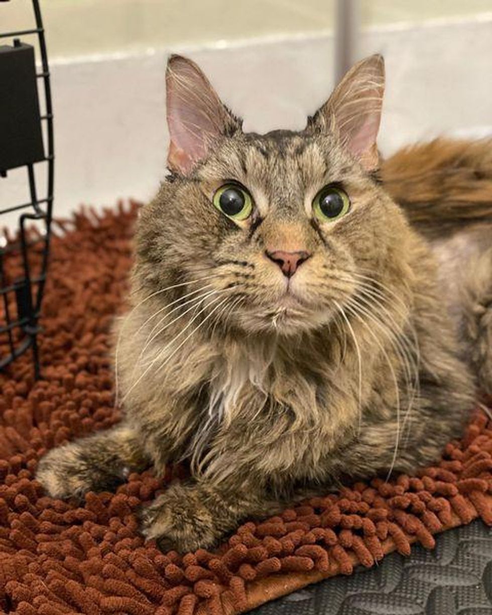 Cat Wobbles Her Way into Hearts of People that Took Her in, and Makes