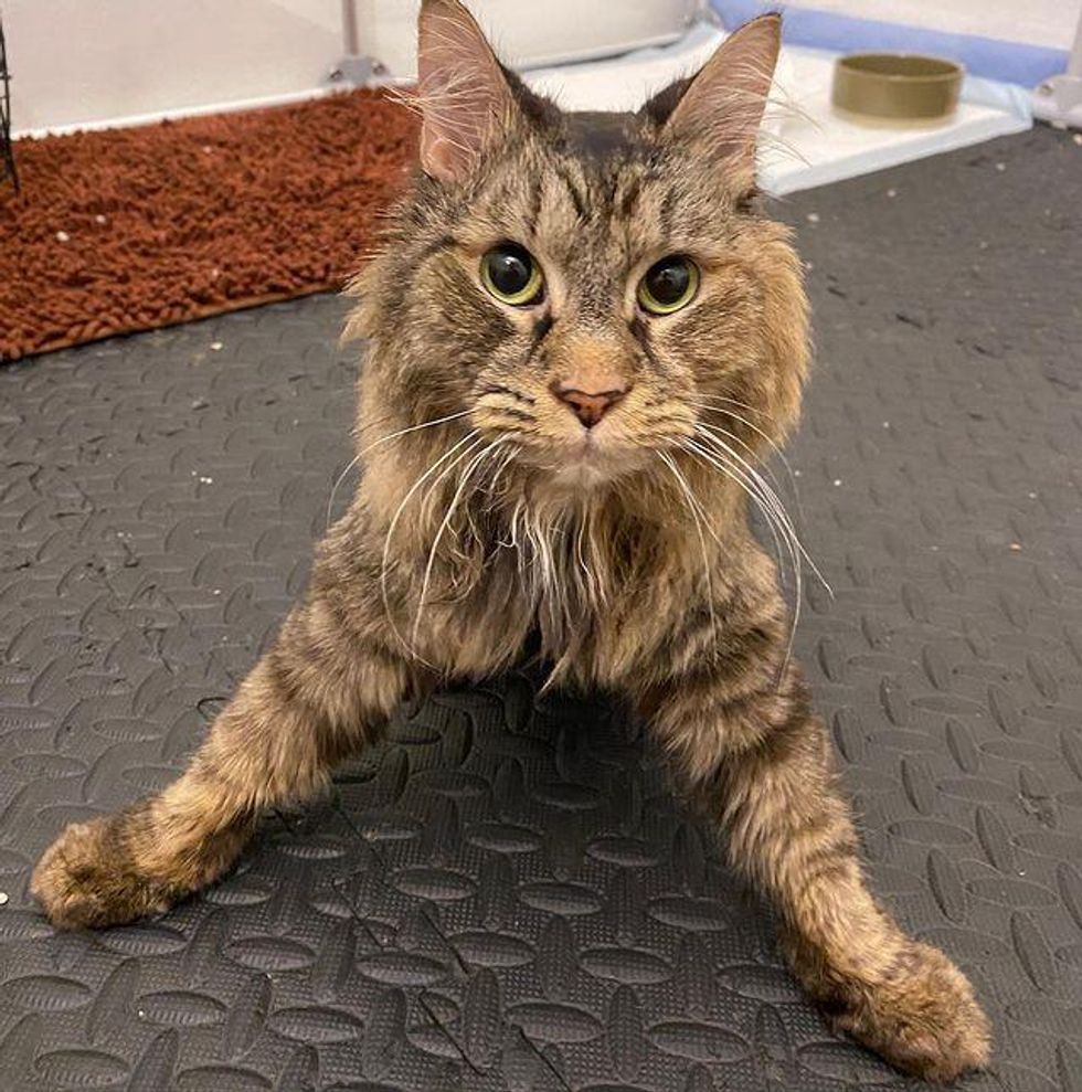 Cat Wobbles Her Way into Hearts of People that Took Her in, and Makes