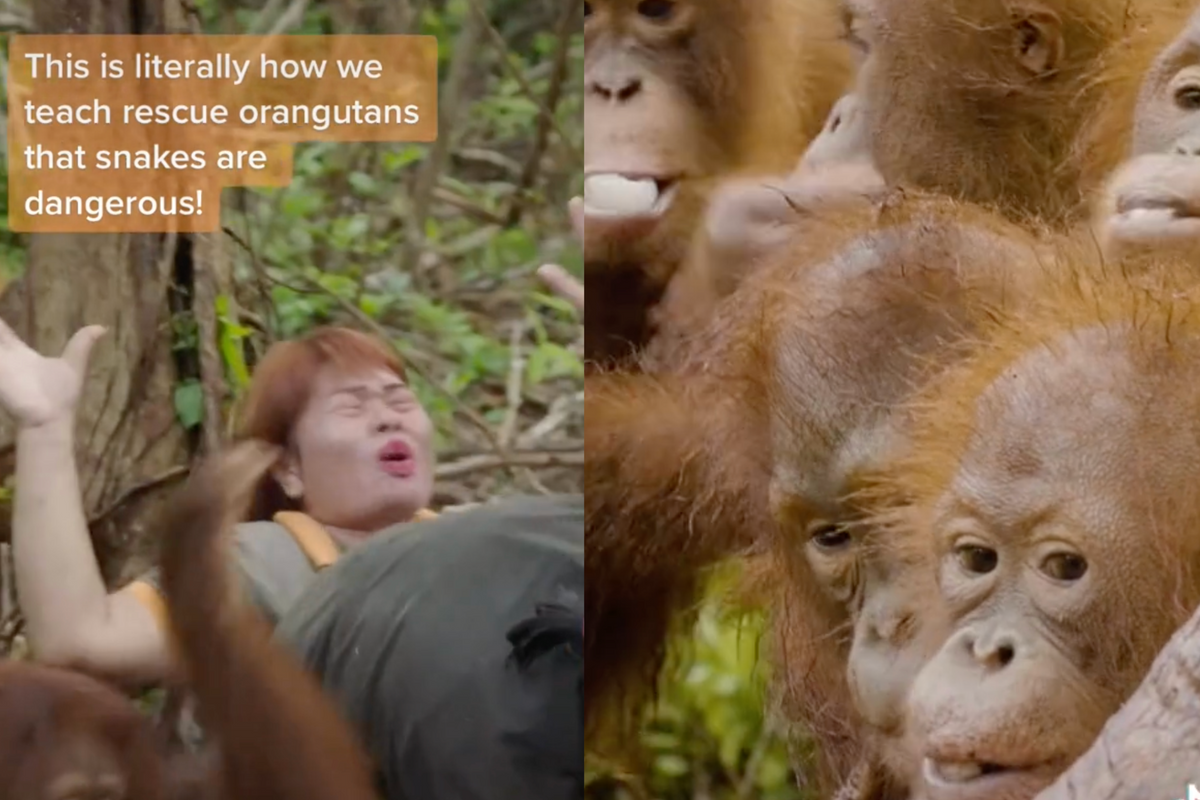 orangutans tiktok orangutans learn to fear snakes 