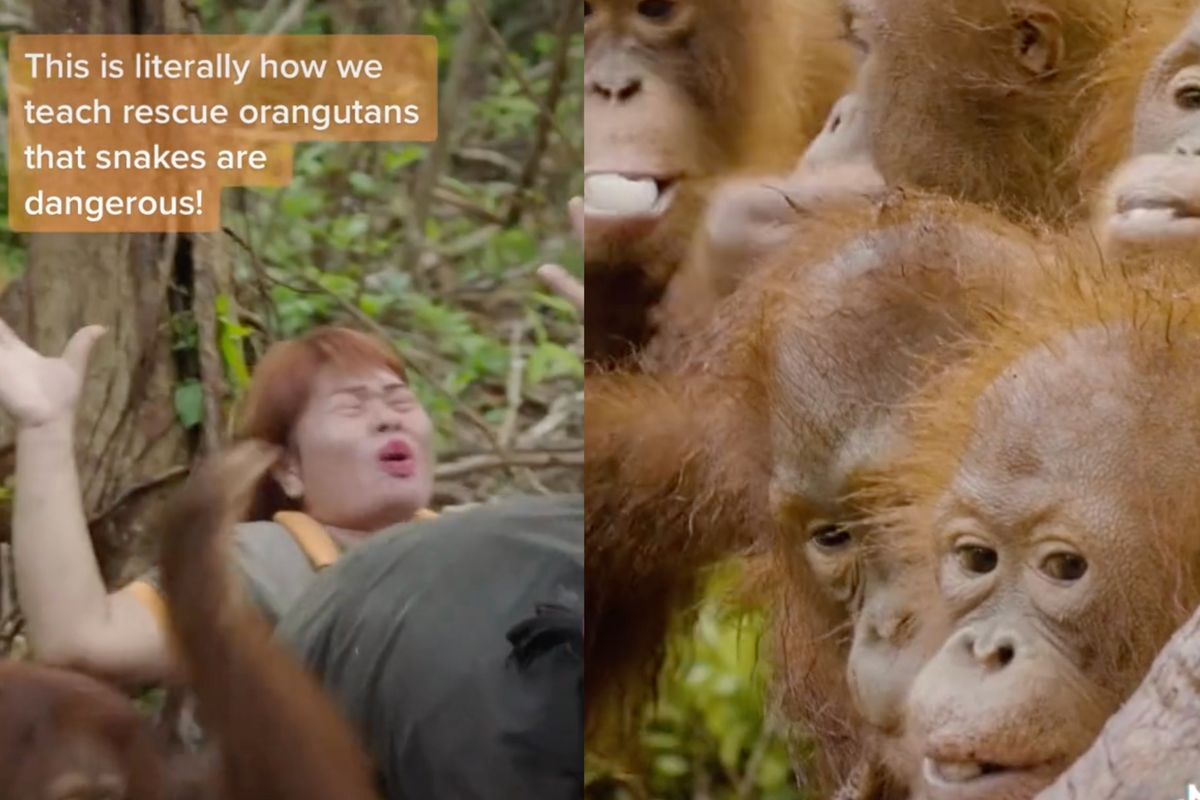 orangutans tiktok orangutans learn to fear snakes