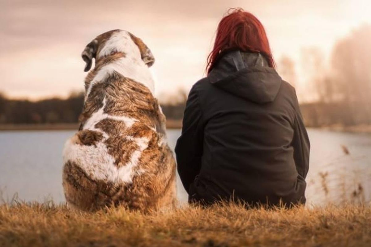 dog longevity, rapamycin, dog aging product
