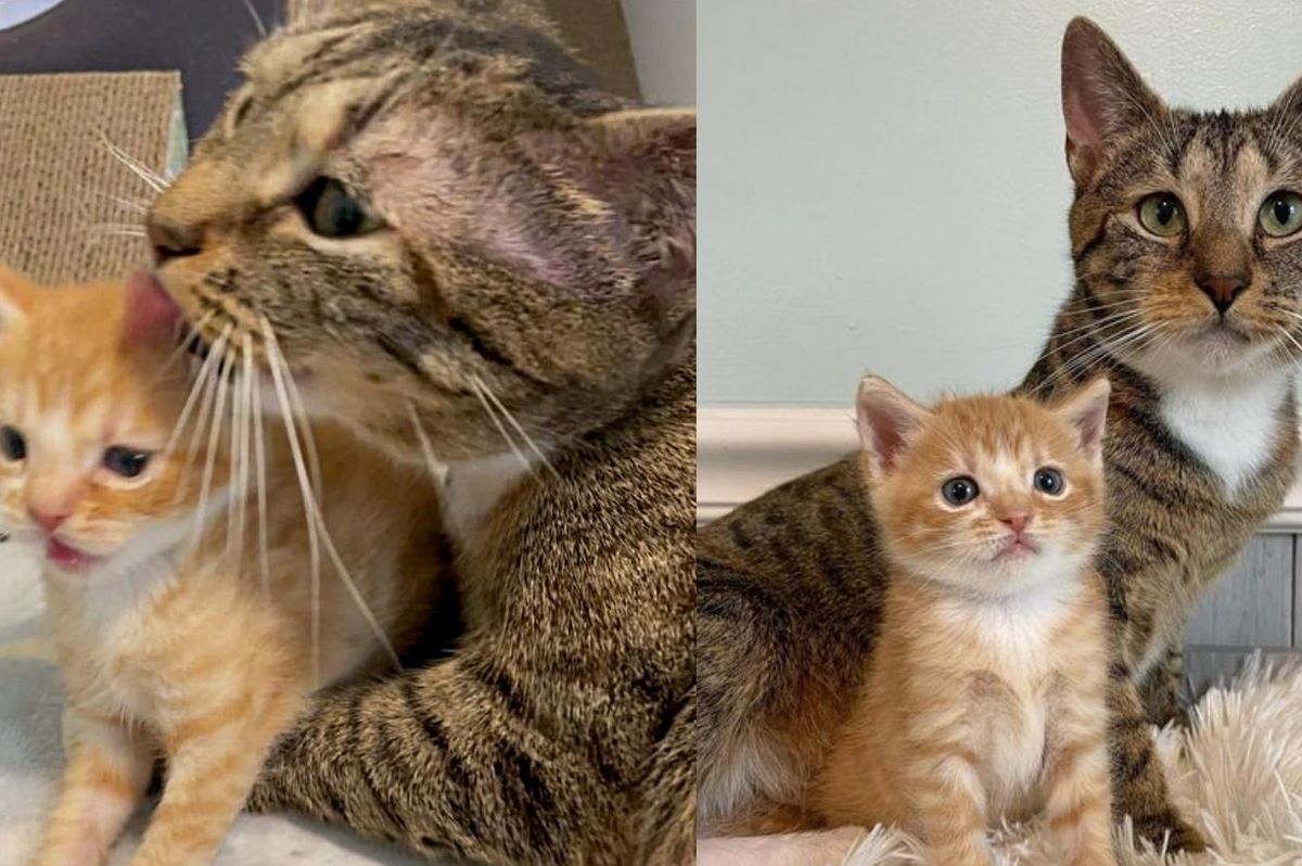 Cat Showers Her Solo Kitten with Affection After They Pulled Through Together with Help of Family