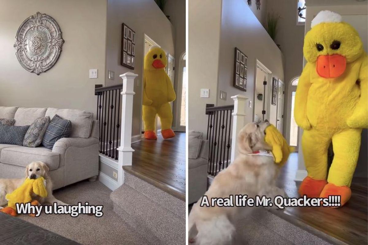 Dog owner dressed up as dog's favorite toy and his reaction was seriously adorable
