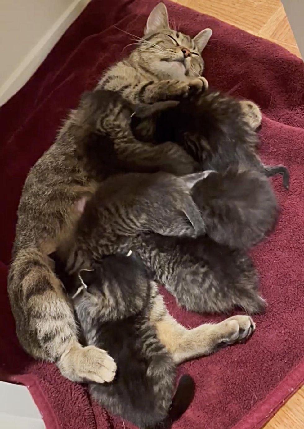 Cat Finds A Place For Her 6 Kittens And Purrs Nonstop Knowing They 