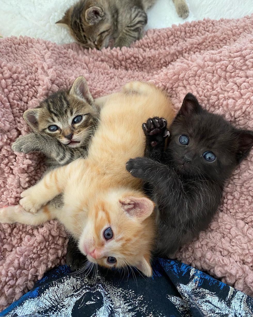 Kittens Find Family to Help Them and Decide to Nap on Every Lap They ...