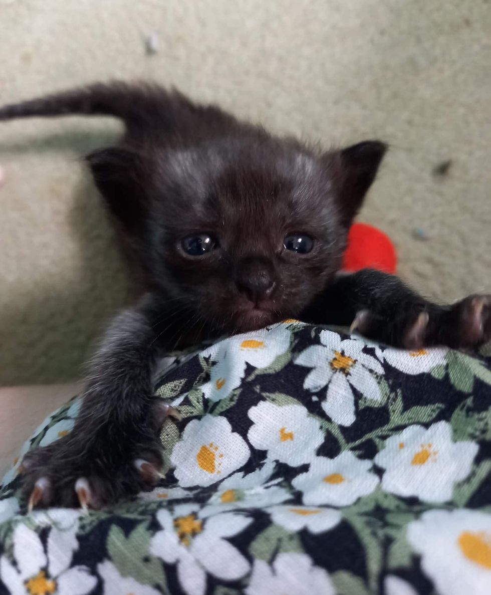 Kitten Arrives as Orphan Eager for Warmth, and Finds Cat Who Doesn't