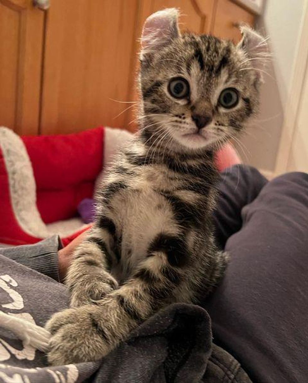 Kitten with Big Paws Decides to Cling to Woman Who Gave Him a Home, and