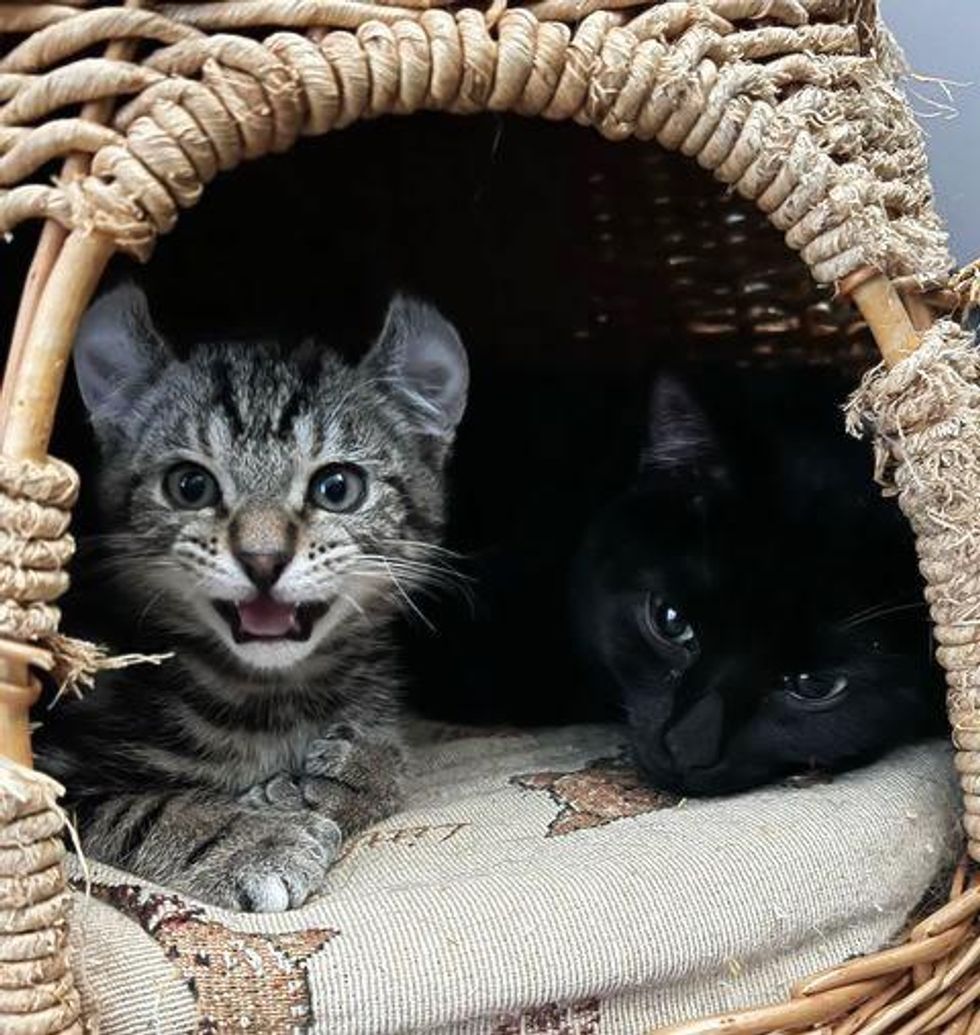 Kitten with Big Paws Decides to Cling to Woman Who Gave Him a Home, and