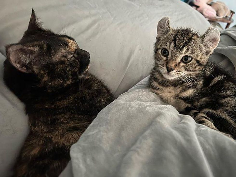 Kitten with Big Paws Decides to Cling to Woman Who Gave Him a Home, and