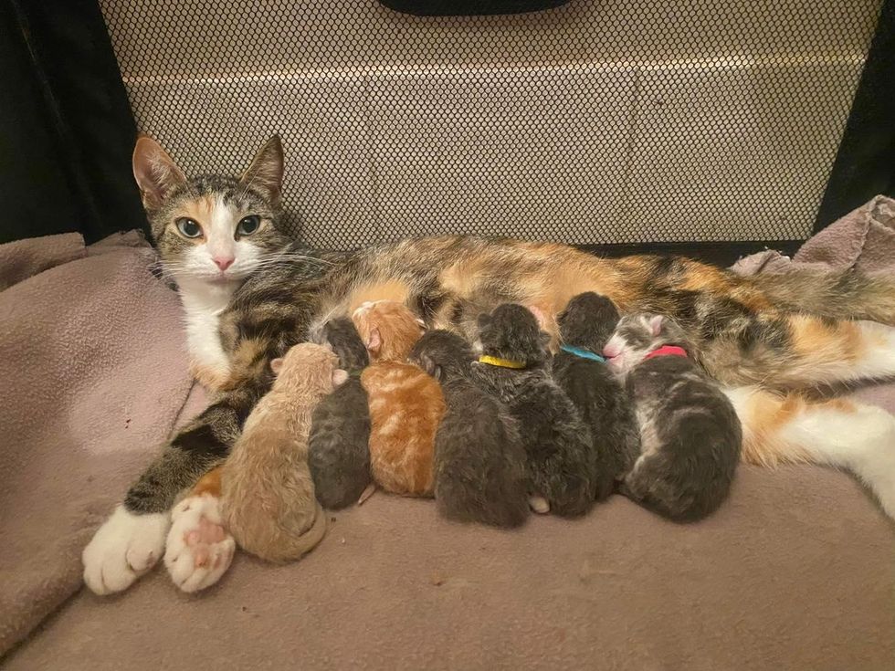 Cat Who Needed a Haven for Her Kittens, is Delighted to Be Inside a