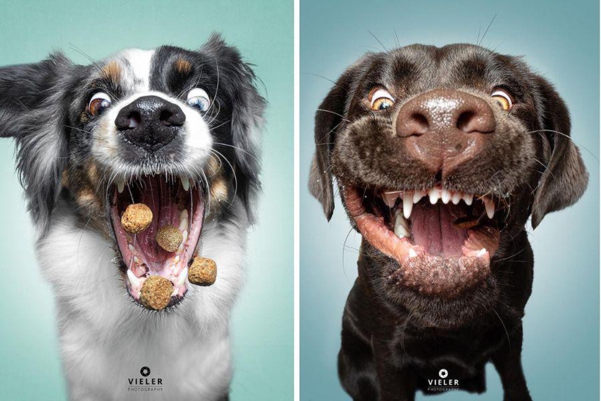 Christian Vieler, dog portraits, dog treats
