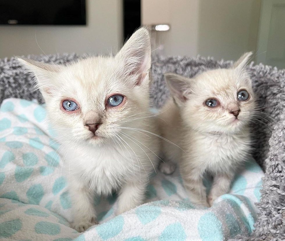 Kittens Found Underneath a House Have Lives Turned Around with the Help ...