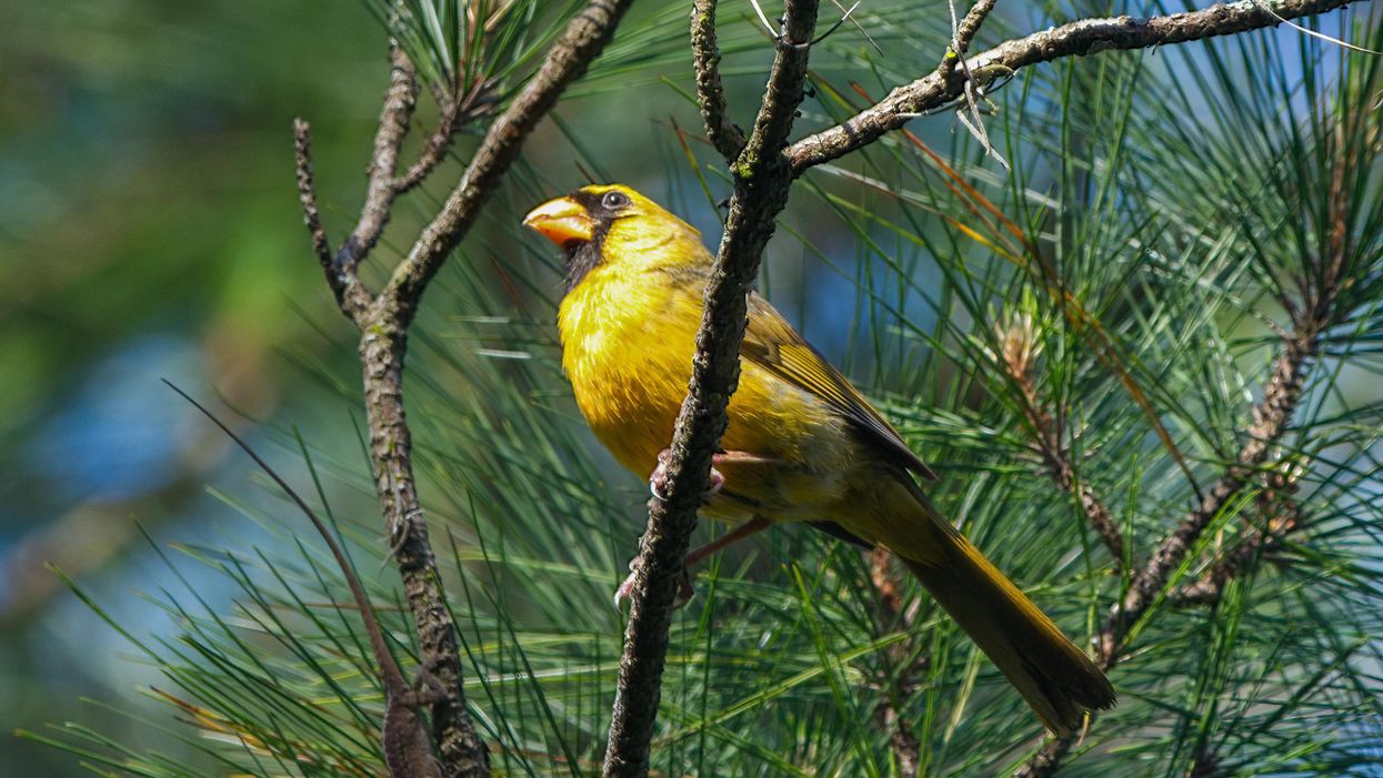 Rare, 'one-in-a-million' yellow cardinal recently spotted in Florida