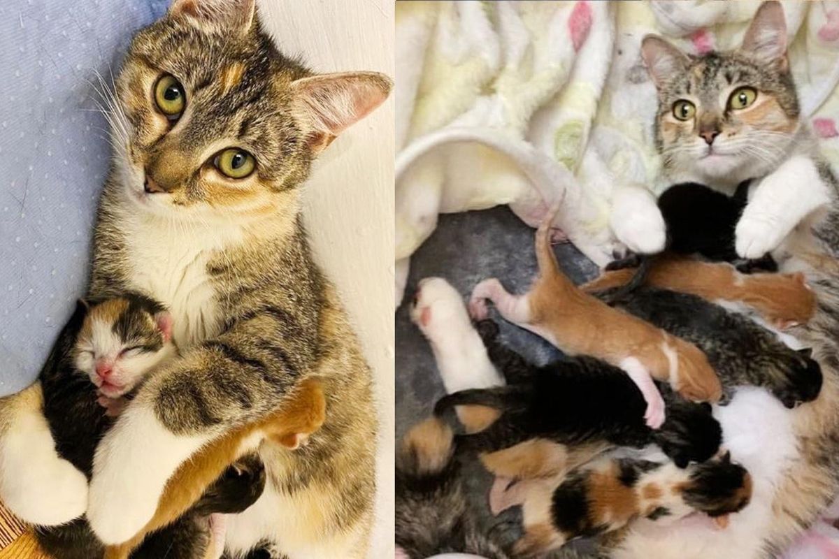 Cat Is Over the Moon to Have Kittens in a Warm Abode and Purrs Her Way Through Every Day