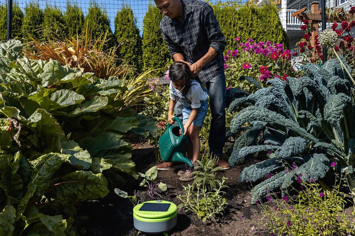 A man and child in a garden with Tertill Weeding Robot weeding.