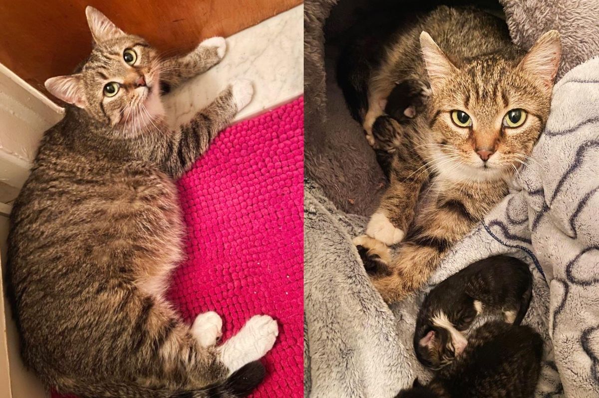 Cat Picked Up from Farm Learns to Trust Knowing Her Kittens Will Live Better Life