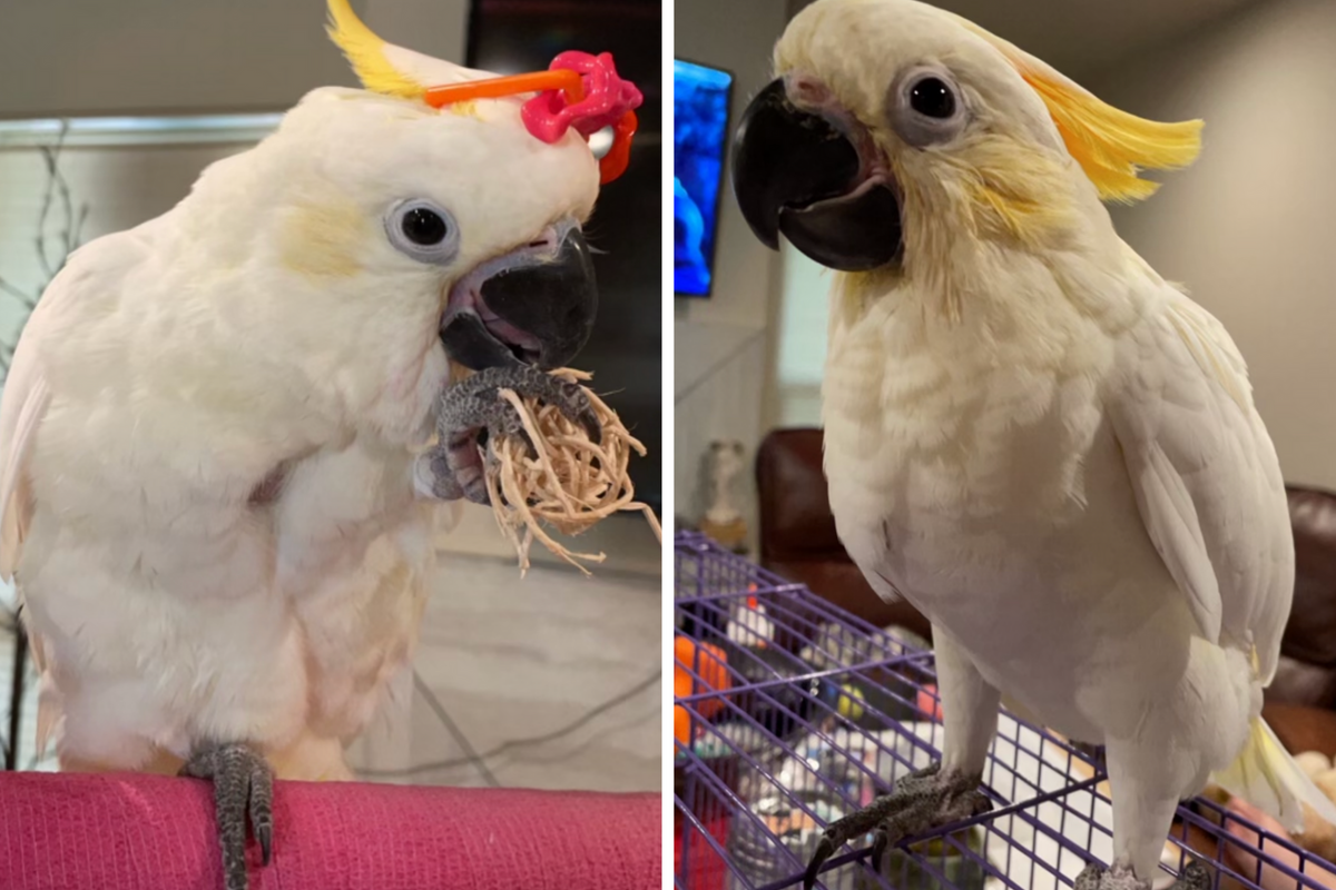 Pet owner offering reward for $6k cockatoo stolen from Austin pet store