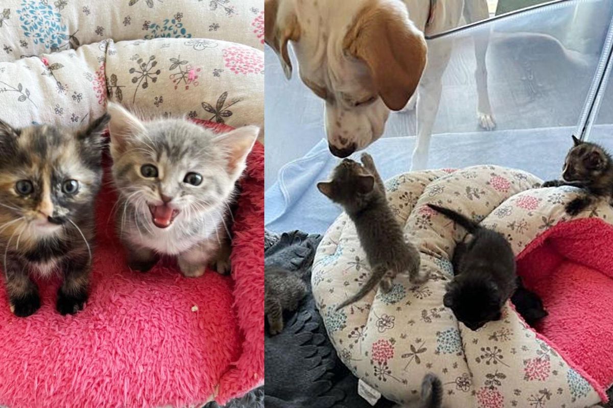 Kitten Spotted Meowing in a Front Yard is Accepted by Other Kittens and a Nurturing Dog