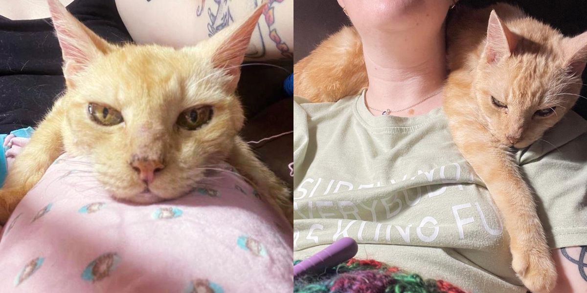 14yearold Cat So Happy to Be Doted on Again, He Turns into a 'Velcro