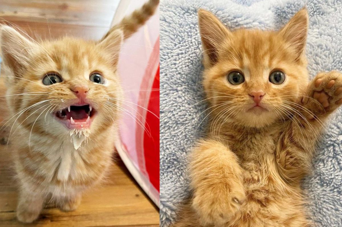 Kitten Finds Courage After Moving Indoors and Decides to Take on the World with His Endearing Personality