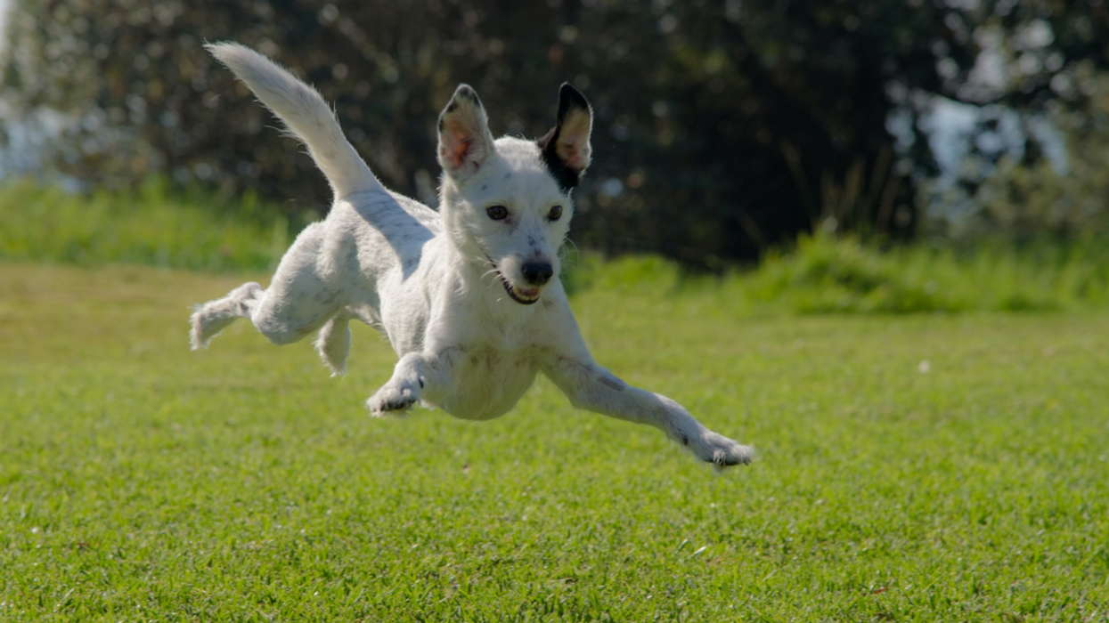 People Imagine How They'd React If Someone Offered Them $50K For Their Pet