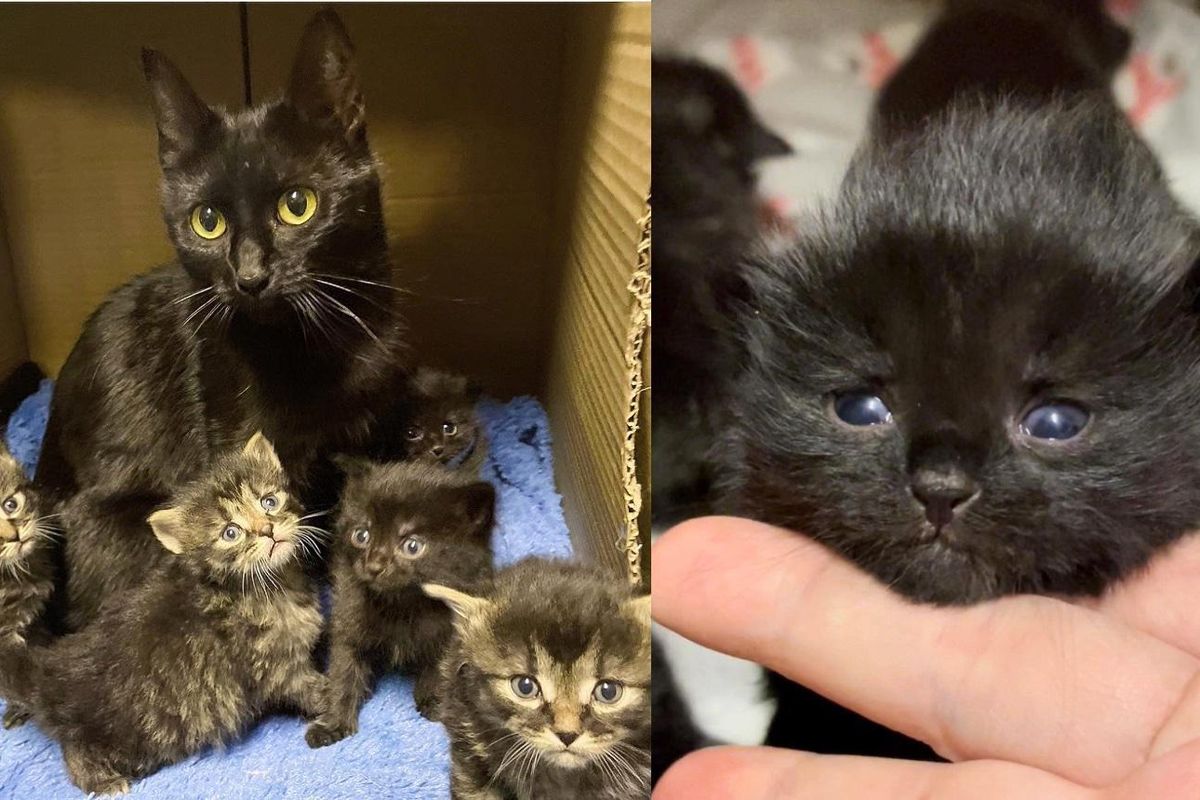 Cat Given a Comfy Home Just in Time So Her Kittens Won't Have to Be Born Outside