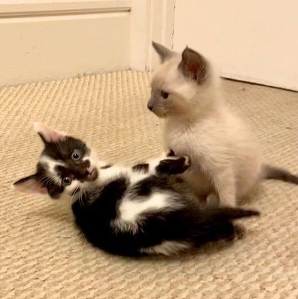 Kittens Wobble Everywhere They Go and Don't Let Anything Stop Them from
