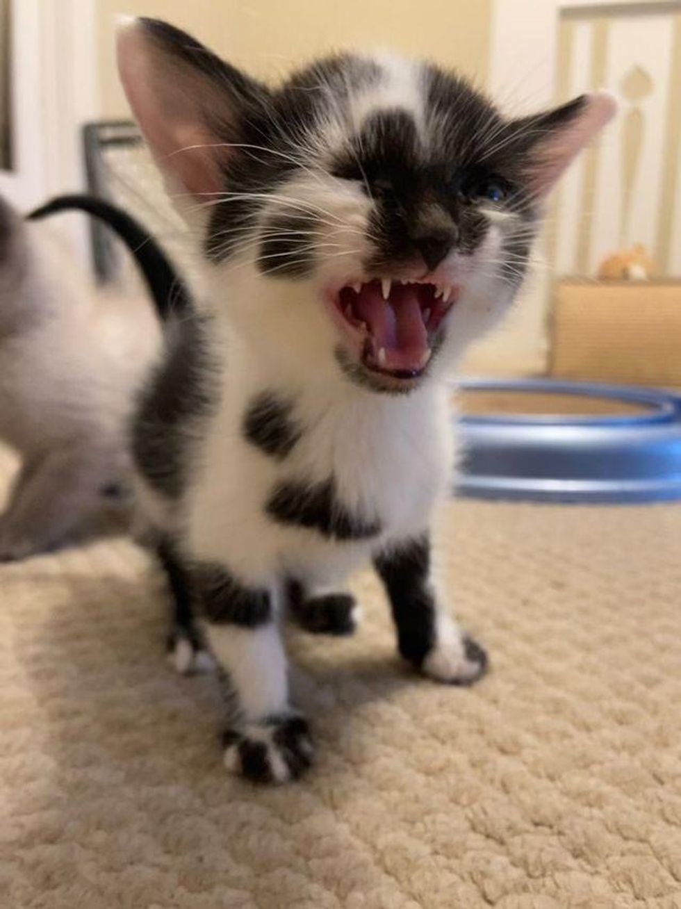 Kittens Wobble Everywhere They Go and Don't Let Anything Stop Them from